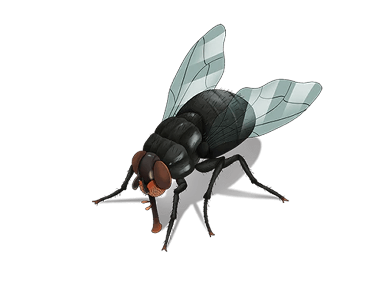 Reclaim Your Pest-Free Home